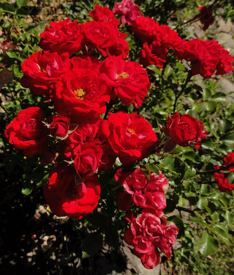 Роза спрей (миниатюрная) Таманго